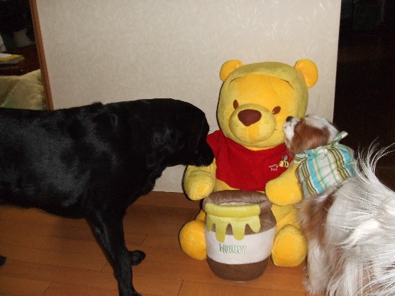 画像 38934tyura20.jpg