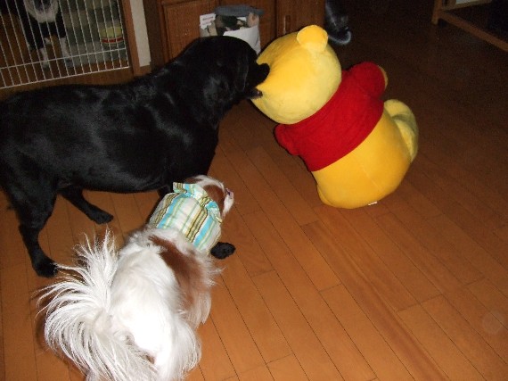 画像 38931tyura20.jpg