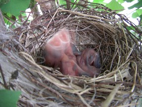 コピー ～ 画像 003.jpg