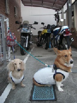 コピー ～ コピー ～ 画像 003.jpg