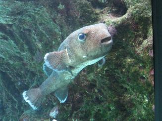 ちゅら海水族館 (14).JPG
