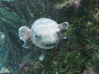 ちゅら海水族館 (13).JPG