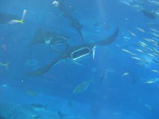 ちゅら海水族館 (74).JPG