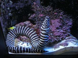 ちゅら海水族館 (64).JPG