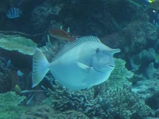 ちゅら海水族館 (30).JPG