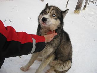 09犬ぞり (50).JPG