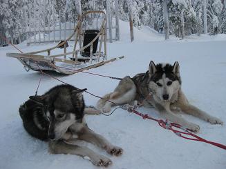 09犬ぞり (45).JPG