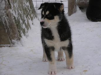 04ﾛﾊﾞ･犬ぞり (16).JPG