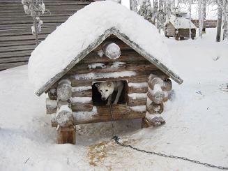 09犬ぞり (56).JPG