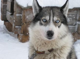 09犬ぞり (62).JPG