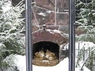 16ﾍﾙｼﾝｷ動物園 (6).JPG