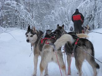 09犬ぞり (10).JPG