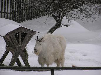 16ﾍﾙ･動物園 (3).JPG