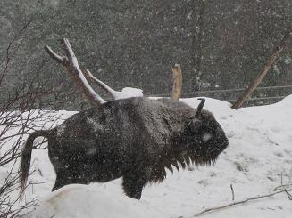 16ﾍﾙｼﾝｷ動物園 (16).JPG