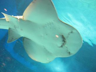 ちゅら海水族館 (82).JPG