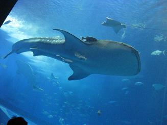 ちゅら海水族館 (90).JPG