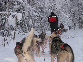 09犬ぞり (15).JPG