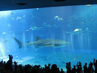 ちゅら海水族館 (80).JPG