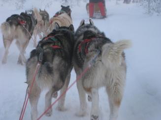 09犬ぞり (31).JPG