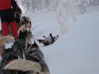 09犬ぞり (34).JPG