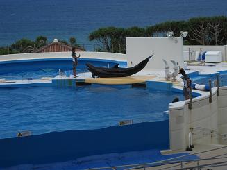 ちゅら海水族館 (99).JPG