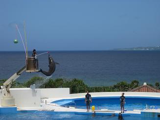 ちゅら海水族館 (100).JPG