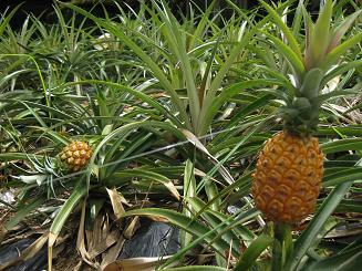 フルーツランド (14).JPG