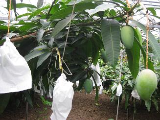 フルーツランド (20).JPG