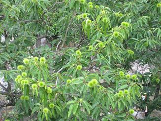 オルムコル (5).JPG