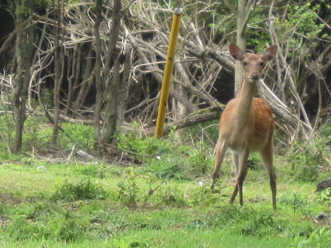 伊豆高原から天城高原へ行く途中