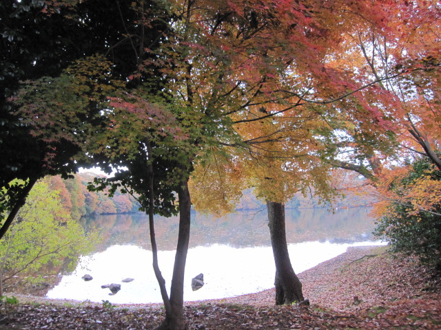 一碧湖　紅葉　夕焼け広場