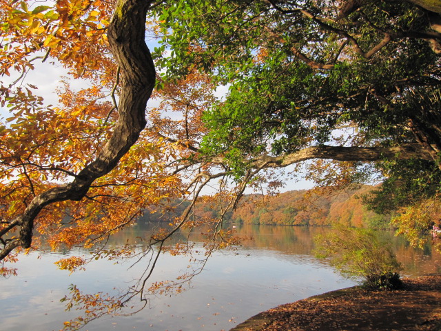 一碧湖　紅葉