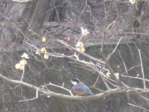 蝋梅と小鳥