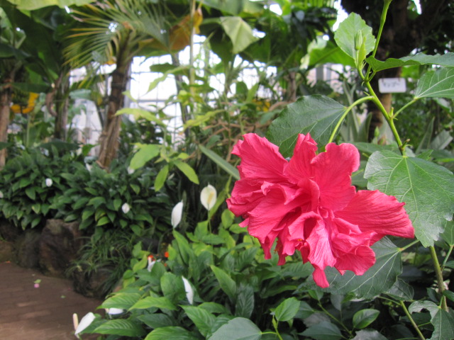 爪木崎花園　温室