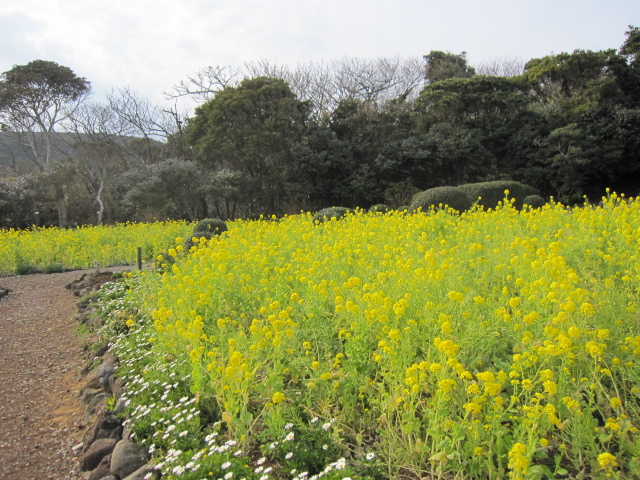 菜の花　爪木崎