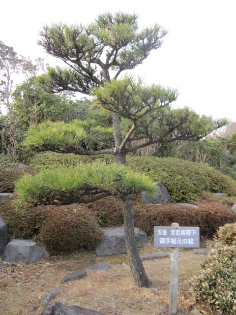お手植えの松