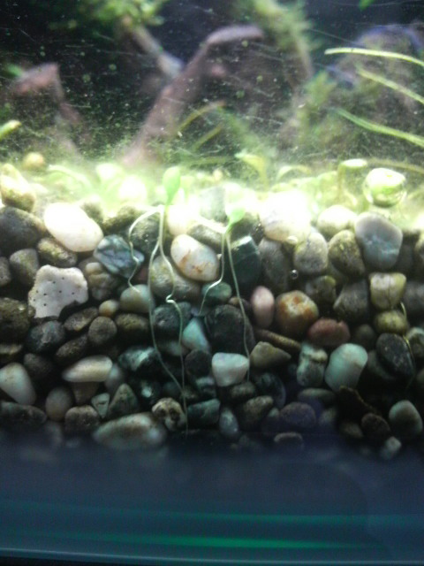 グロッソスティグマ