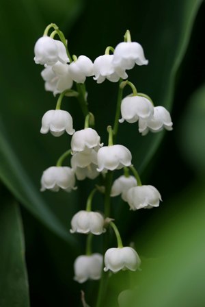 すずらん１０３