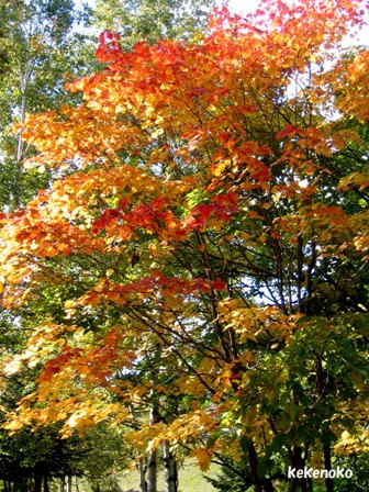 紅葉３
