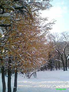 雪の花