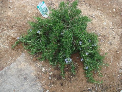 rosemary(1)