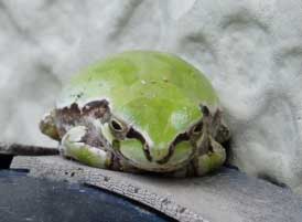 カエル5