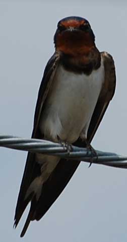 ツバメ4