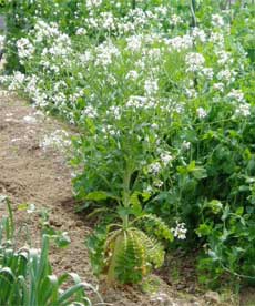 大根の花