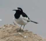 セグロセキレイ2