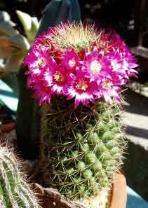 サボテン満開