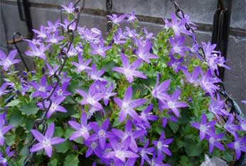 アルペンブルー