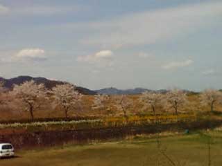 川辺の桜