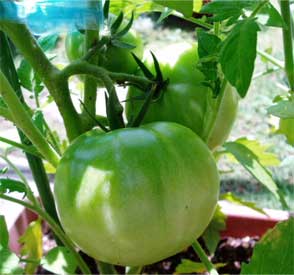 トマト3