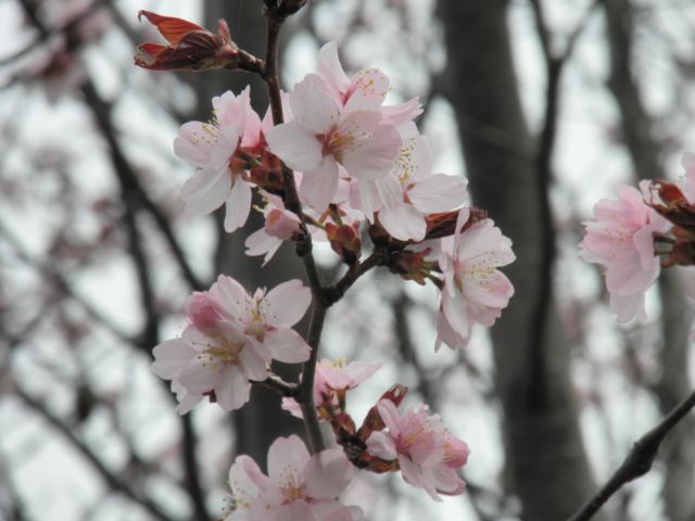 sakura